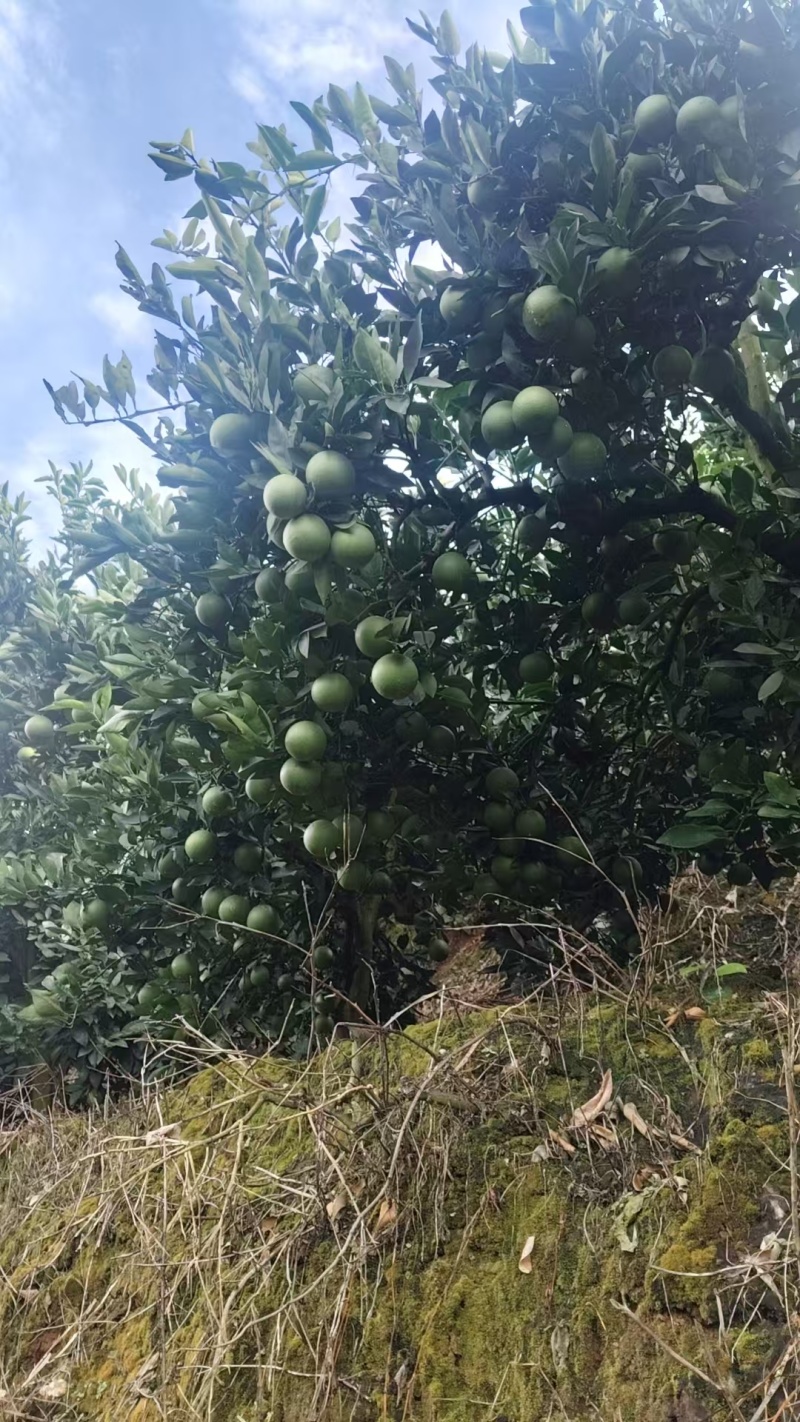 云南哀牢山冰糖橙