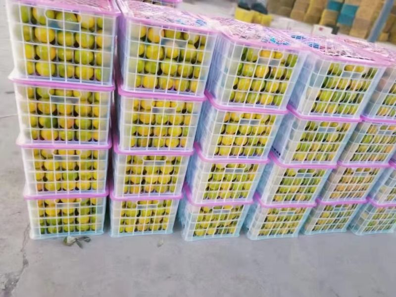 【新鲜直采】湖北特早蜜橘，清甜爆汁，欢迎老板们来电咨询。