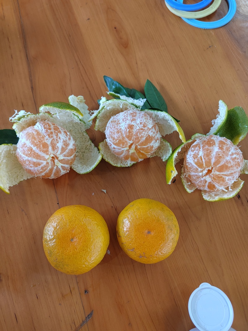 【新鲜直采】湖北特早蜜橘，清甜爆汁，欢迎老板们来电咨询。