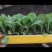 帝王60铁头苗