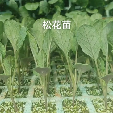 高角青杆小米粒松花苗