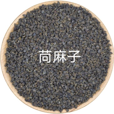 中药材苘麻子青麻子苘麻农产品麻果籽芒果子麻果子