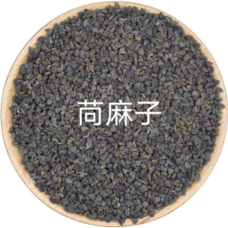 中药材苘麻子青麻子苘麻农产品麻果籽芒果子麻果子