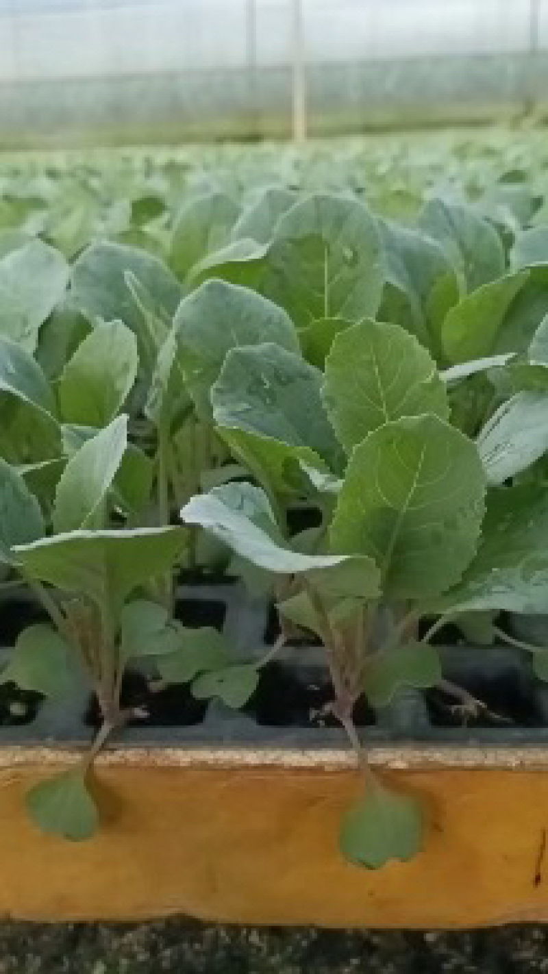 高角青杆小米粒松花苗