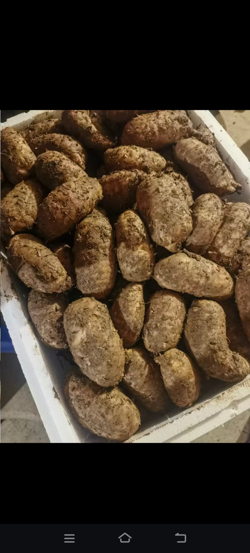原产地直供青川特产鲜天麻，肉质厚实（杂交麻）