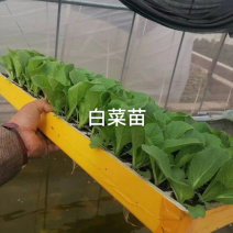 东洋50大白菜苗