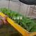 东洋50大白菜苗