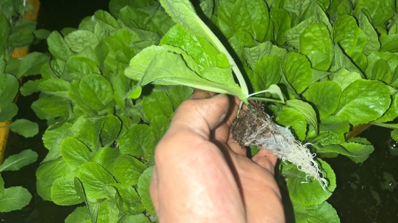 东洋50大白菜苗