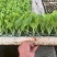 东洋50大白菜苗