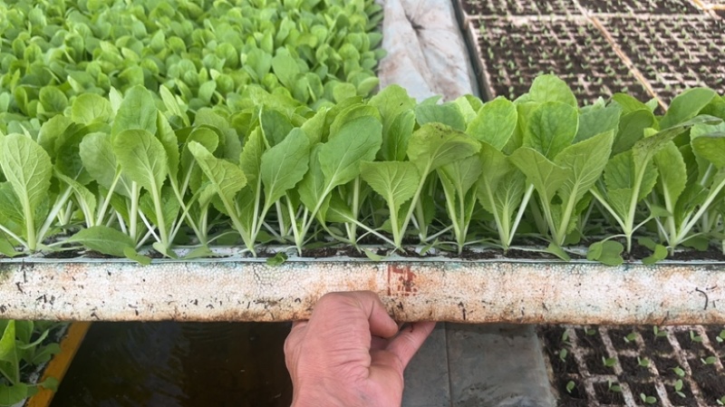 东洋50大白菜苗