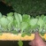 东洋50大白菜苗