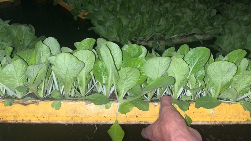 东洋50大白菜苗