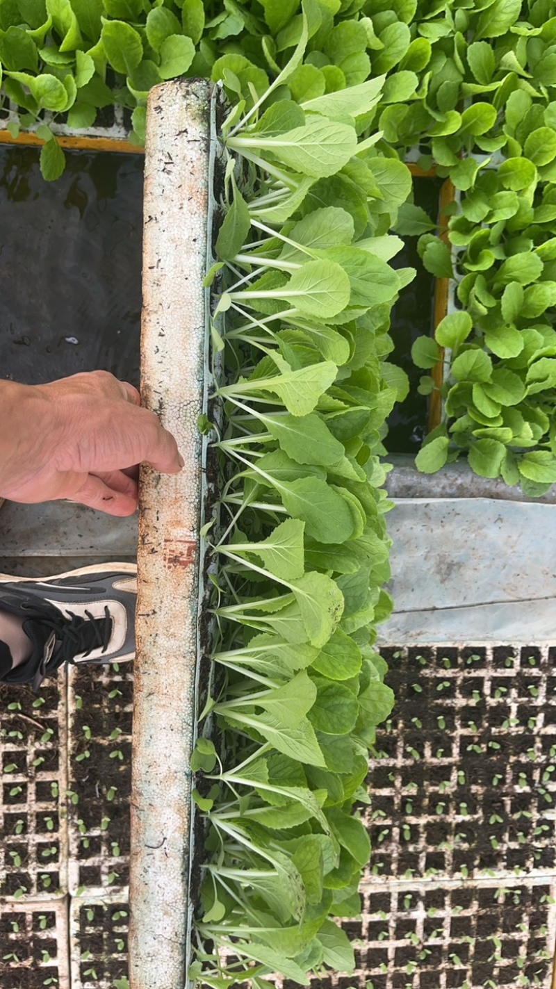 东洋50大白菜苗