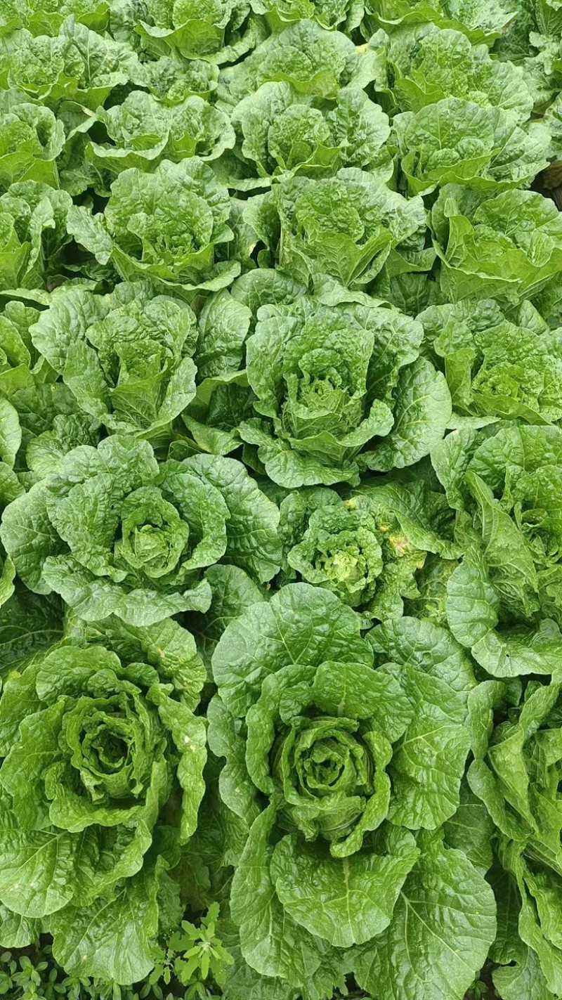 东洋50大白菜苗
