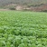 东洋50大白菜苗