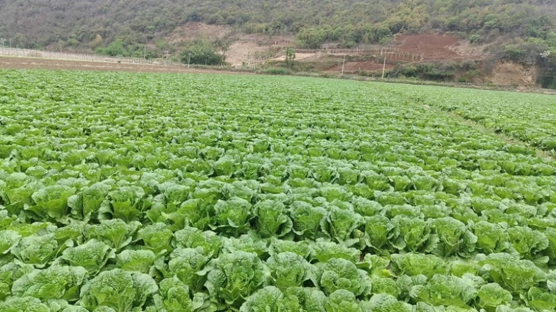 东洋50大白菜苗