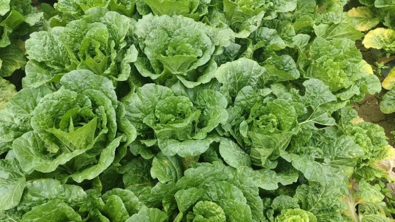 东洋50大白菜苗