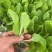 东洋50大白菜苗