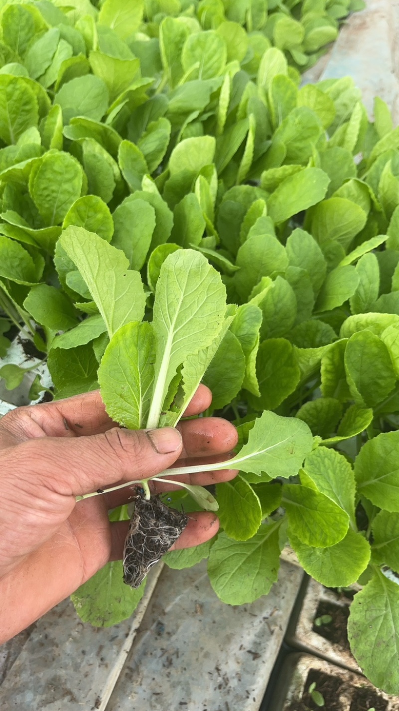 东洋50大白菜苗