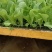 高山娃娃菜苗