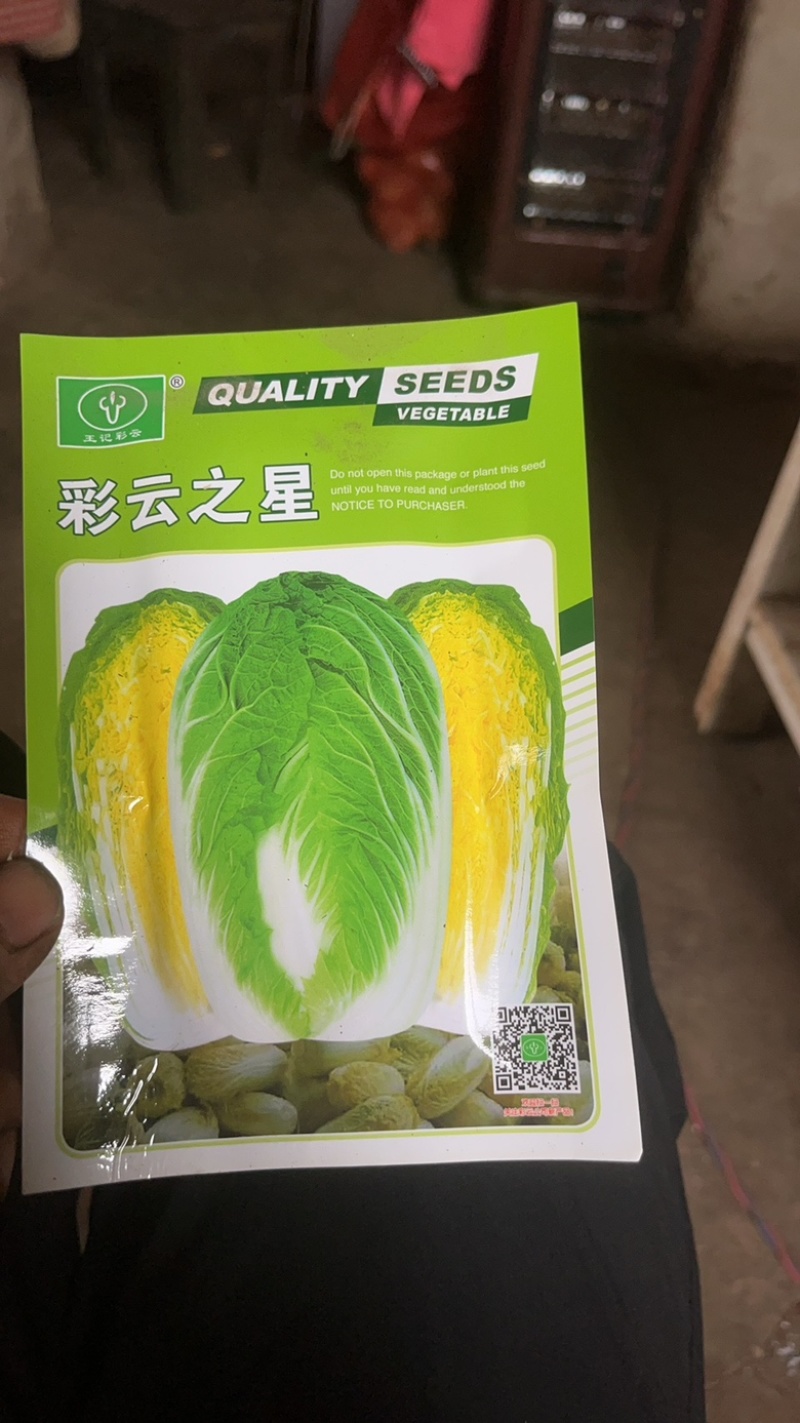 高山娃娃菜苗