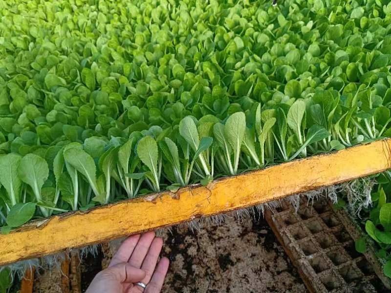 高山娃娃菜苗