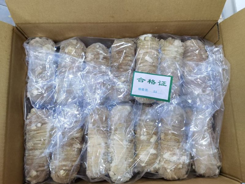 鲜肠加工肠卷猪小肠卤菜，猪捆肠，肠皮卷新鲜小肠不苦不散