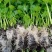 西芹王子