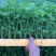 西芹王子