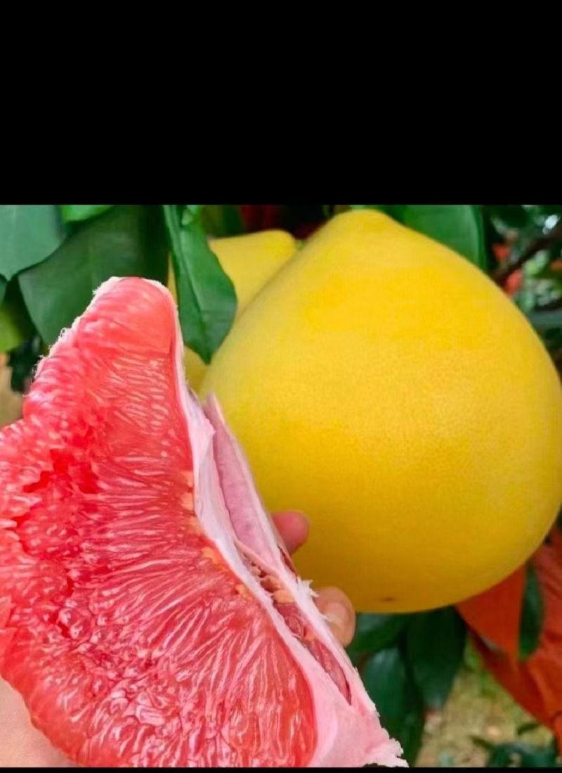 湖北宜昌枝江红心蜜柚