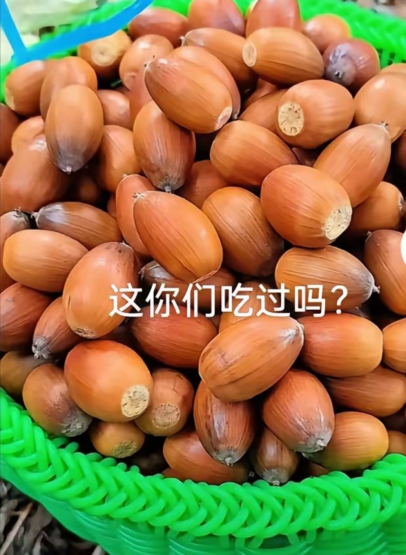 大量出售高山橡子青刚子，可以加工成橡子豆腐