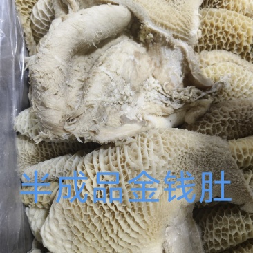 半成品金钱肚