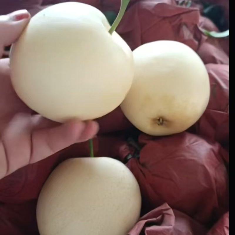 新鲜采摘黄金梨，秋月梨大量上市