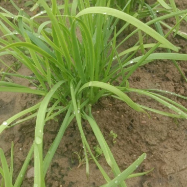 20亩头茬韭菜，明天割