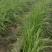 20亩头茬韭菜，明天割