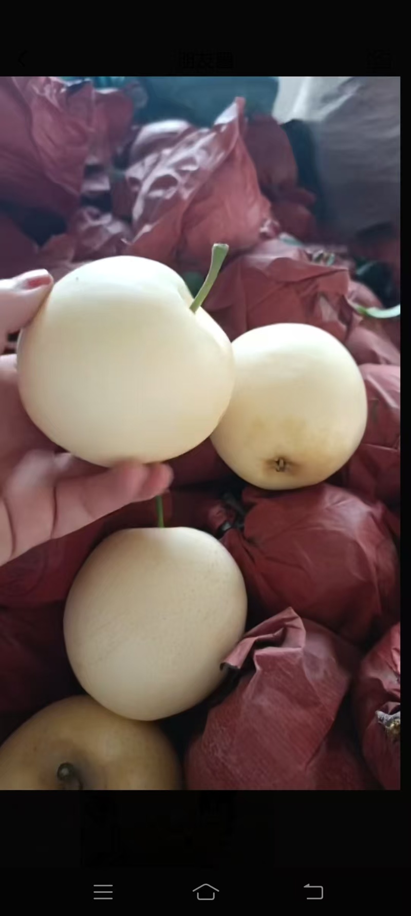 新鲜采摘黄金梨，秋月梨大量上市