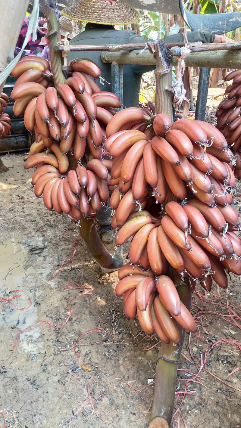 红香蕉，