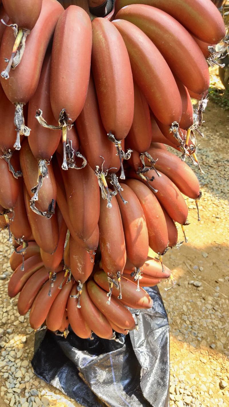 红香蕉，