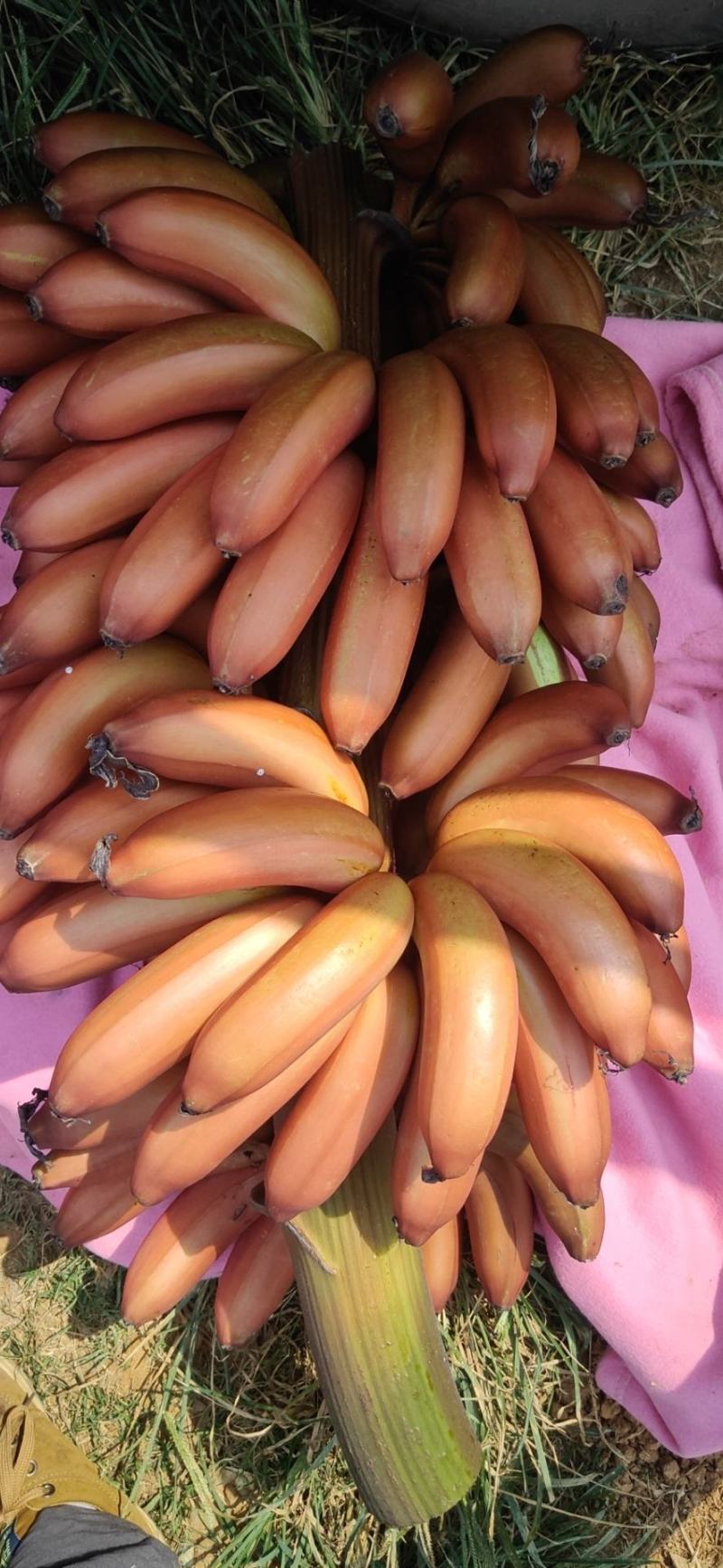 红香蕉，