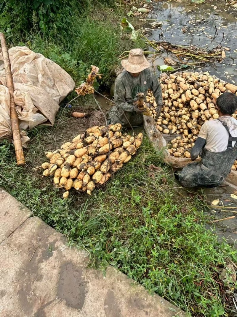 粉粉糯糯红花藕需要的联系