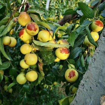 大荔冬枣