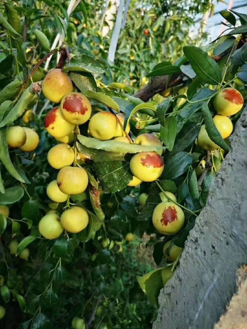 大荔冬枣