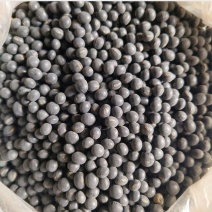 自家黑土地种植人工收割脱粒挑拣非转基因黄豆绿豆黄芯黑豆