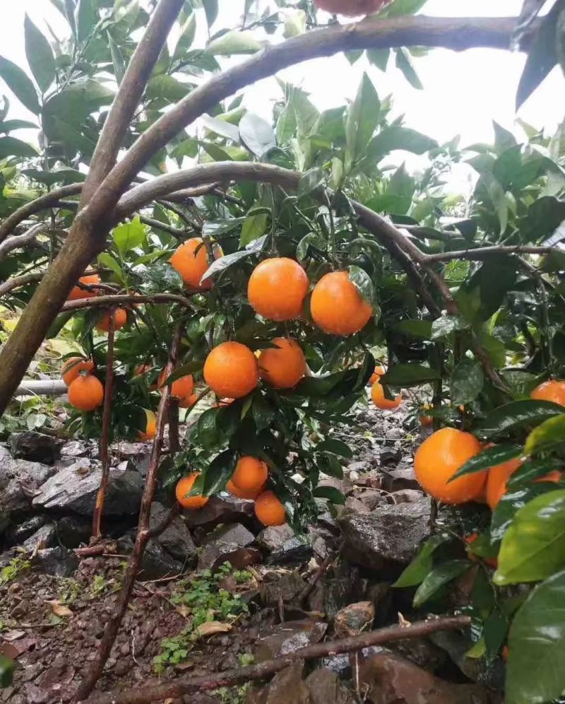 雷波脐橙，鲜香可口入口化渣)基地直供品质优可视频看货