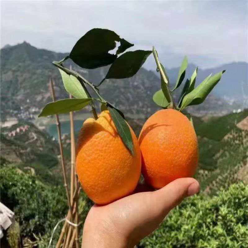 雷波脐橙，鲜香可口入口化渣)基地直供品质优可视频看货