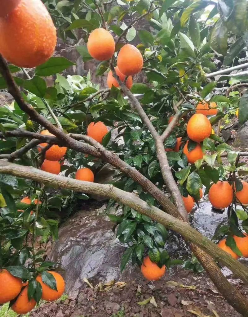 雷波脐橙，鲜香可口入口化渣)基地直供品质优可视频看货
