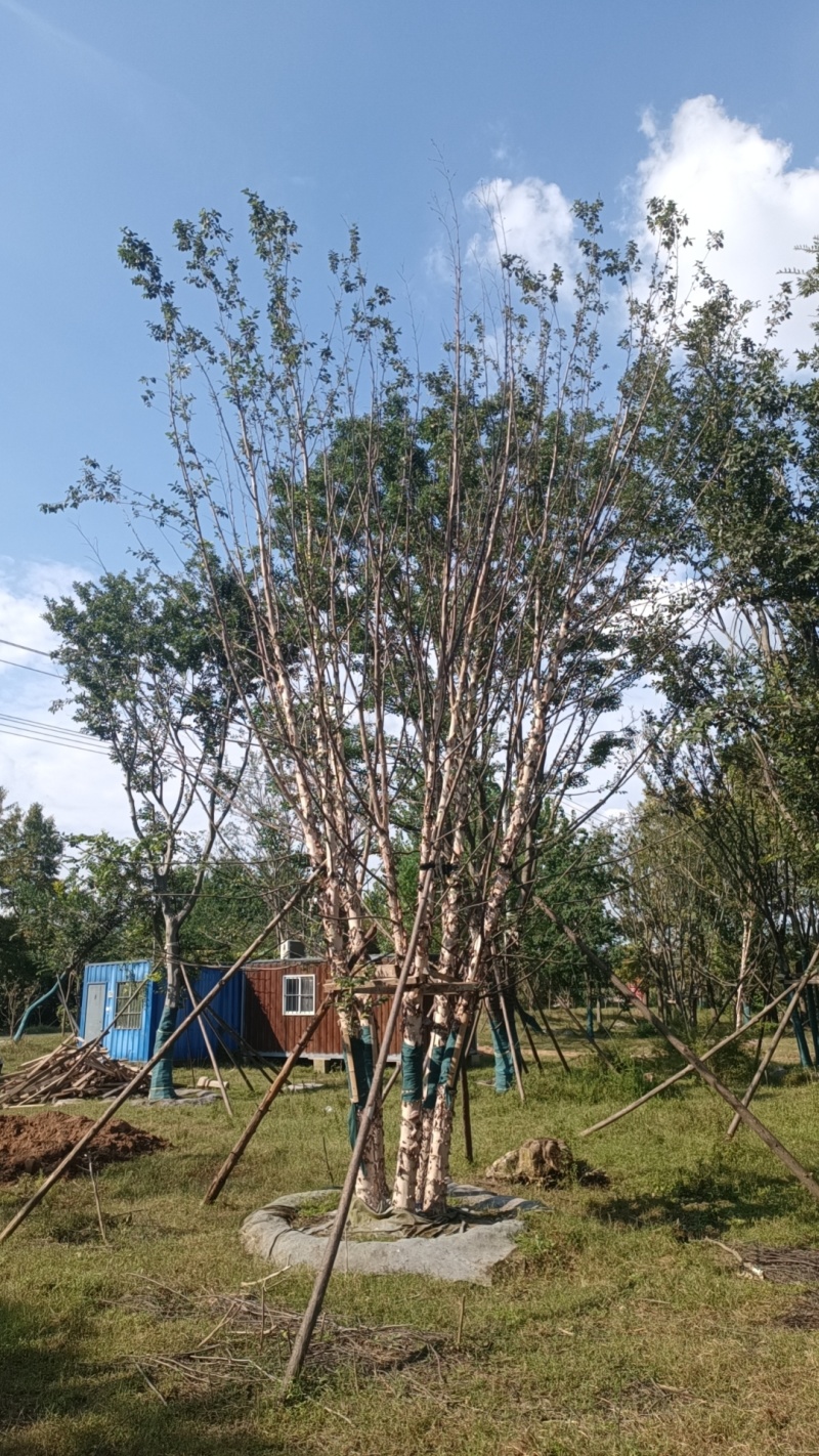 北方丛生河桦，耐寒耐冻，成活率高，物美价廉。地产首选