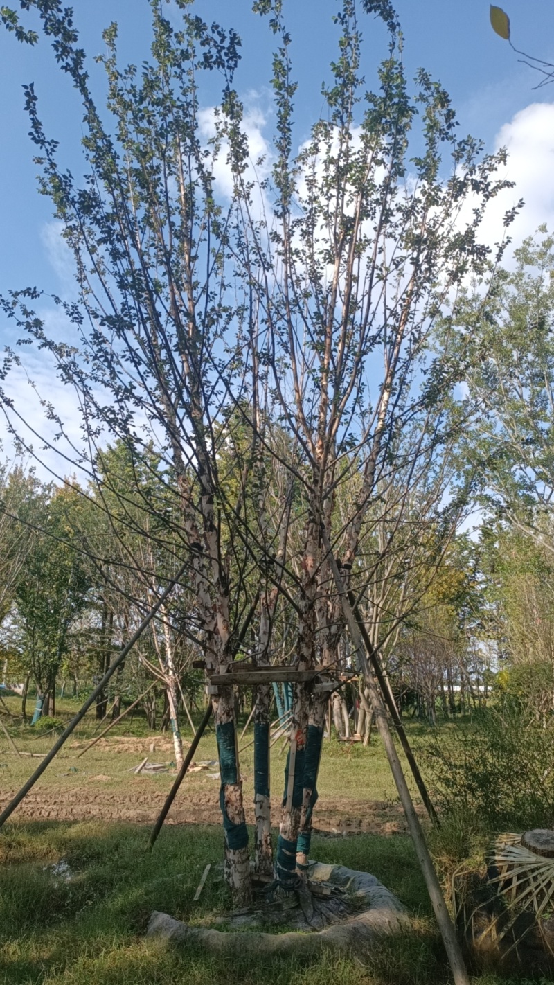 北方丛生河桦，耐寒耐冻，成活率高，物美价廉。地产首选