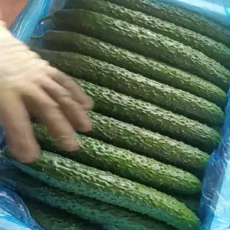 寿光本地小黄瓜精品货商超批发口感细腻绿瓤