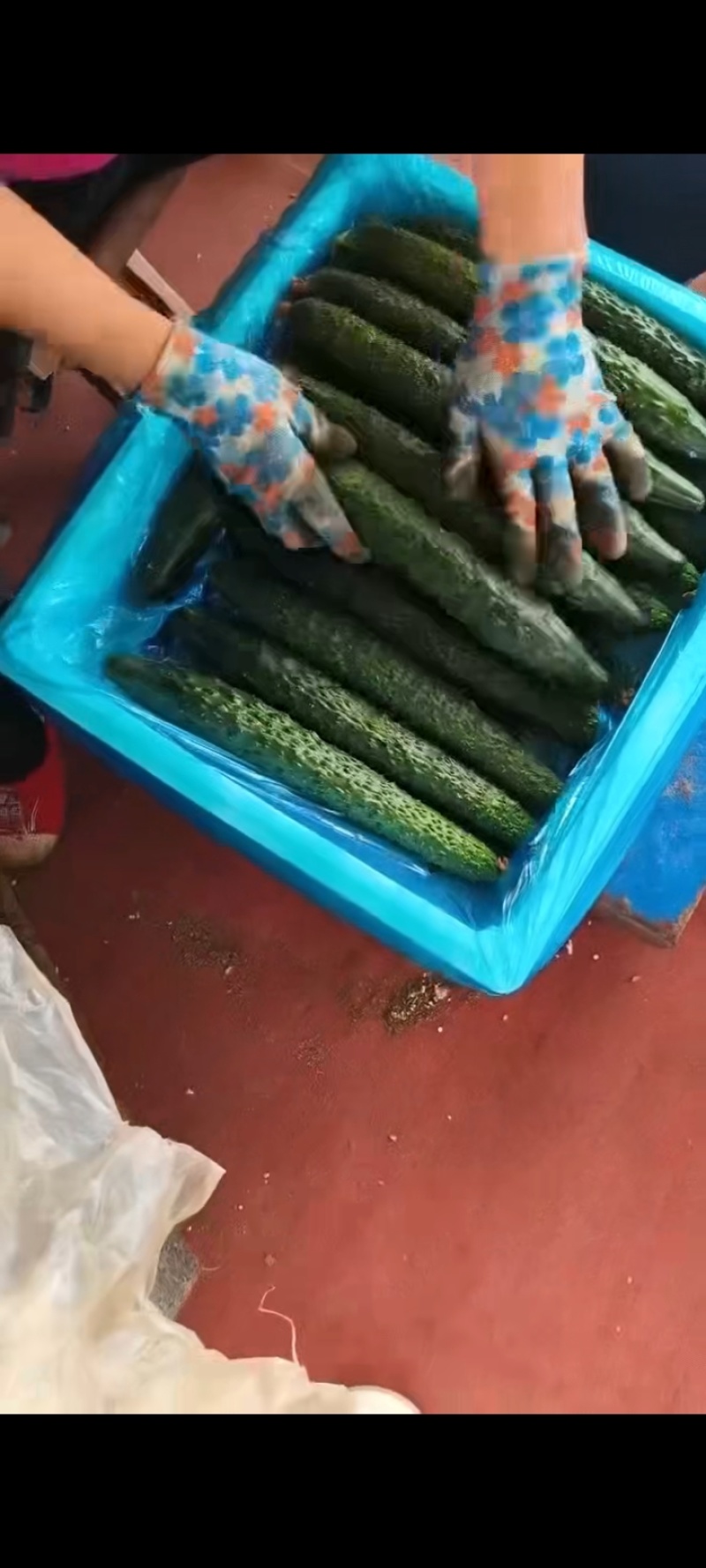 寿光本地小黄瓜精品货商超批发口感细腻绿瓤